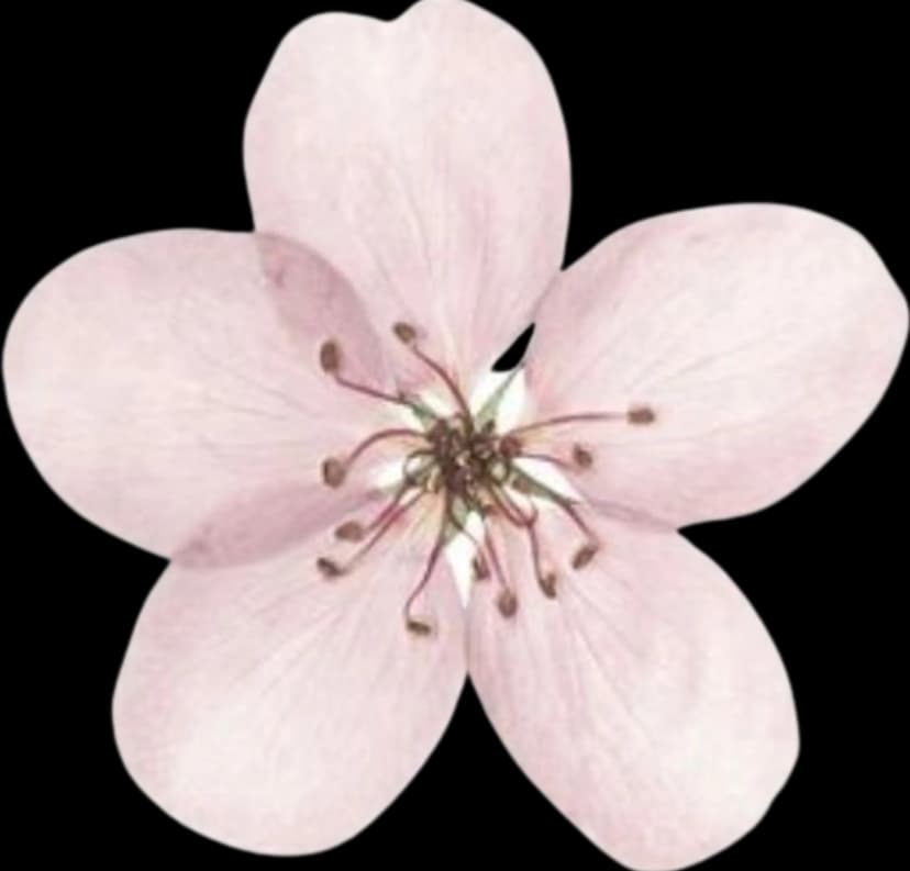 trinket-/trinkets/trinket-16.webp
